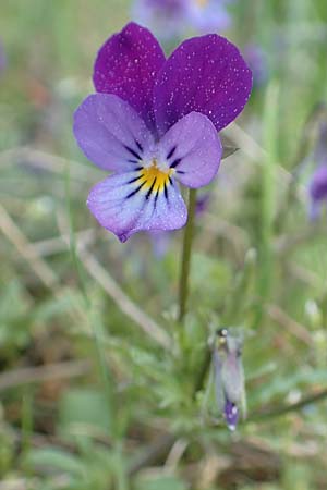 Viola tricolor \ Wildes Stiefm�tterchen / Heartsease, Wild Pansy, D R&ouml;dermark 13.5.2017