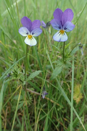 Viola tricolor \ Wildes Stiefm�tterchen / Heartsease, Wild Pansy, D R&ouml;dermark 13.5.2017