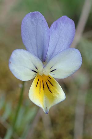 Viola tricolor \ Wildes Stiefm�tterchen / Heartsease, Wild Pansy, D R&ouml;dermark 13.5.2017