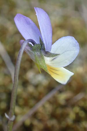 Viola tricolor \ Wildes Stiefm�tterchen / Heartsease, Wild Pansy, D R&ouml;dermark 13.5.2017