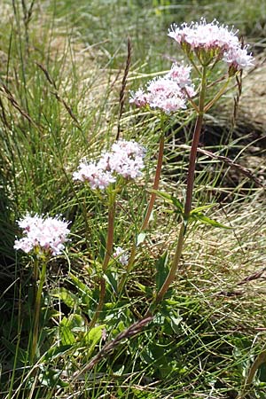 Valeriana tripteris \ Dreibl�ttriger Baldrian / Three-Leaved Valerian, D Schwarzwald/Black-Forest, Belchen 27.5.2017