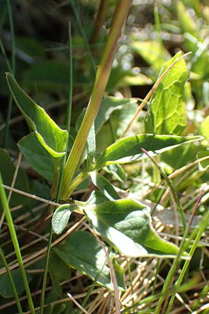 Valeriana tripteris \ Dreibl�ttriger Baldrian / Three-Leaved Valerian, D Schwarzwald/Black-Forest, Belchen 27.5.2017