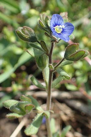 Veronica triphyllos \ Dreiteiliger Ehrenpreis, Finger-Ehrenpreis / Fingered Speedwell, D Hanhofen 14.4.2018