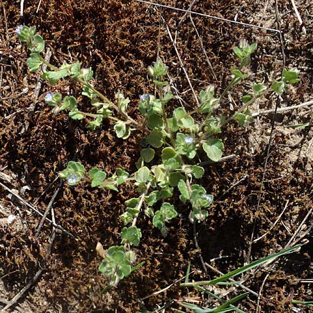 Veronica hederifolia subsp. triloba \ Dreilappiger Efeu-Ehrenpreis / Ivy-Leaved Speedwell, D Seeheim an der Bergstra&szlig;e 16.4.2018
