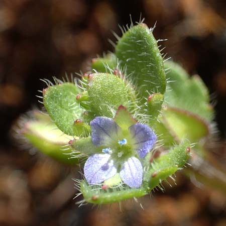 Veronica hederifolia subsp. triloba \ Dreilappiger Efeu-Ehrenpreis / Ivy-Leaved Speedwell, D Seeheim an der Bergstra&szlig;e 16.4.2018