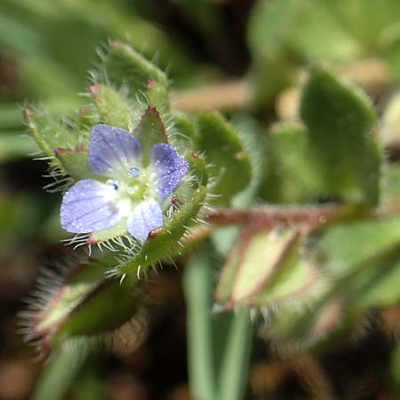Veronica hederifolia subsp. triloba \ Dreilappiger Efeu-Ehrenpreis / Ivy-Leaved Speedwell, D Seeheim an der Bergstra&szlig;e 16.4.2018