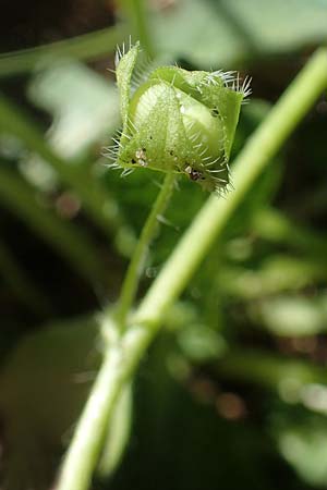 Veronica hederifolia subsp. triloba \ Dreilappiger Efeu-Ehrenpreis / Ivy-Leaved Speedwell, D Seeheim an der Bergstra&szlig;e 16.4.2018