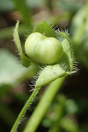 Veronica hederifolia subsp. triloba \ Dreilappiger Efeu-Ehrenpreis / Ivy-Leaved Speedwell, D Seeheim an der Bergstra&szlig;e 16.4.2018