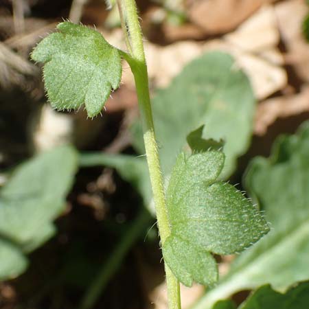 Veronica hederifolia subsp. triloba \ Dreilappiger Efeu-Ehrenpreis / Ivy-Leaved Speedwell, D Seeheim an der Bergstra&szlig;e 16.4.2018