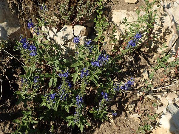 Veronica teucrium \ Gro�er Ehrenpreis / Large Speedwell, D Spaichingen 25.6.2018