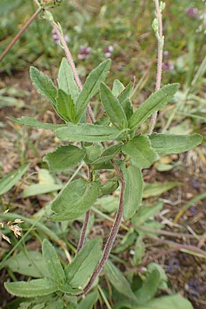 Veronica teucrium \ Gro�er Ehrenpreis / Large Speedwell, D Beuron 26.6.2018