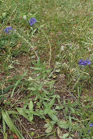Veronica teucrium \ Gro�er Ehrenpreis / Large Speedwell, D Beuron 26.6.2018
