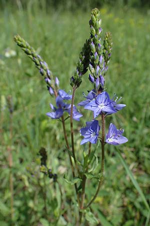 Veronica teucrium \ Gro�er Ehrenpreis / Large Speedwell, D Ketsch 20.5.2021
