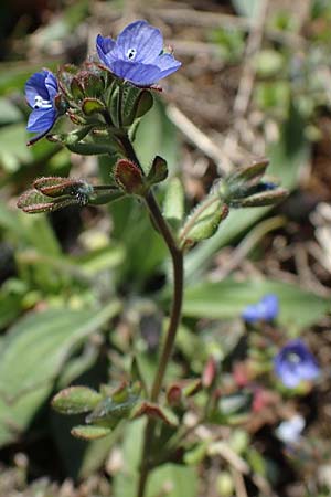 Veronica triphyllos \ Dreiteiliger Ehrenpreis, Finger-Ehrenpreis / Fingered Speedwell, D Erlenbach am Main 19.3.2022