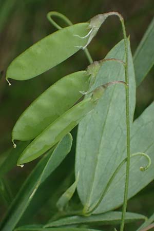 Ervum tetraspermum \ Viersamige Wicke / Smooth Tare, D Th&uuml;ringen, Erfurt 6.6.2022