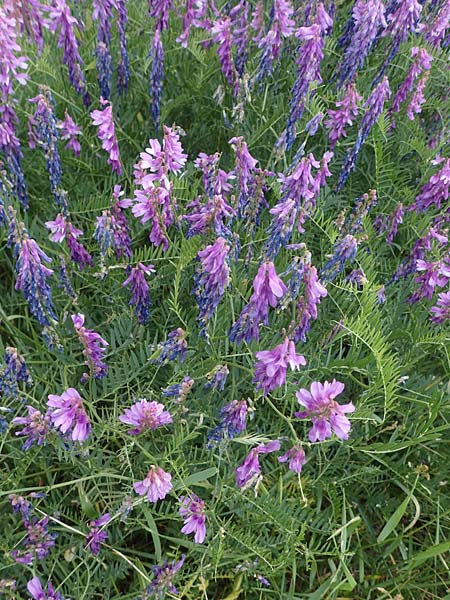 Vicia tenuifolia \ Feinbl&auml;ttrige Wicke / Fine-Leaved Vetch, D Sachsen-Anhalt, Salziger See 7.6.2022
