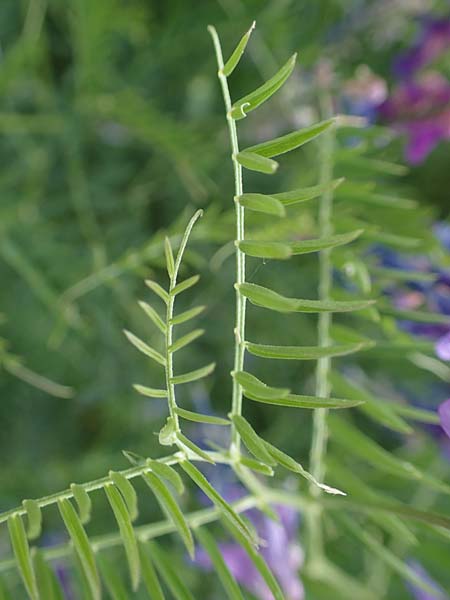 Vicia tenuifolia \ Feinbl&auml;ttrige Wicke / Fine-Leaved Vetch, D Sachsen-Anhalt, Salziger See 7.6.2022