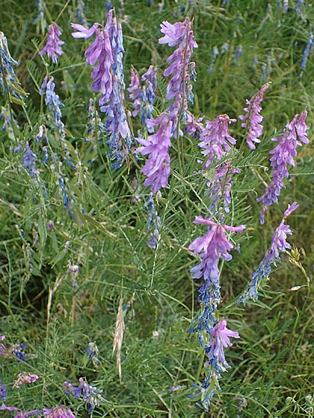 Vicia tenuifolia \ Feinbl&auml;ttrige Wicke / Fine-Leaved Vetch, D Th&uuml;ringen, Bottendorf 13.6.2023