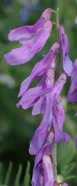 Vicia tenuifolia \ Feinbl&auml;ttrige Wicke / Fine-Leaved Vetch, D Th&uuml;ringen, Bottendorf 13.6.2023