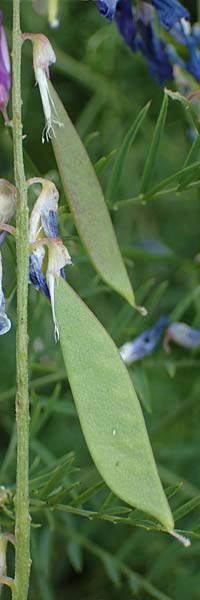 Vicia tenuifolia \ Feinbl&auml;ttrige Wicke / Fine-Leaved Vetch, D Th&uuml;ringen, Bottendorf 13.6.2023