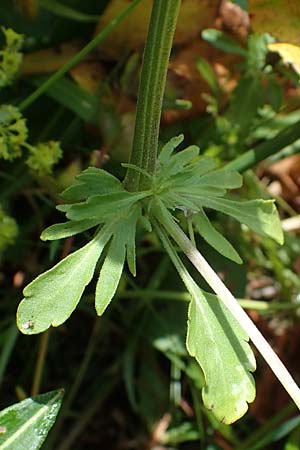 Viola tricolor \ Wildes Stiefm�tterchen / Heartsease, Wild Pansy, D Rh&ouml;n, Heidelstein 20.6.2023