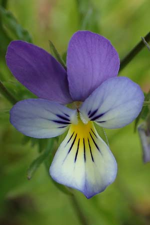 Viola tricolor \ Wildes Stiefm�tterchen / Heartsease, Wild Pansy, D Rh&ouml;n, Heidelstein 20.6.2023