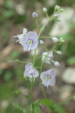 Veronica urticifolia \ Nessel-Ehrenpreis / Nettle-Leaved Speedwell, D Pfronten 28.6.2016