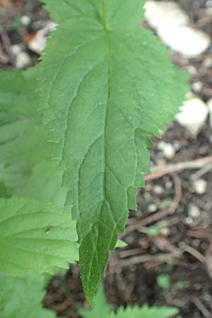 Veronica urticifolia \ Nessel-Ehrenpreis / Nettle-Leaved Speedwell, D Pfronten 28.6.2016