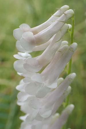 Vicia villosa \ Zottel-Wicke, Zottige Wicke / Hairy Vetch, D Walldorf 16.6.2016
