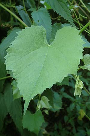 Vitis vinifera \ Weinrebe / Grape Vine, D R&ouml;merberg 8.7.2017