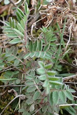 Vicia villosa \ Zottel-Wicke, Zottige Wicke / Hairy Vetch, D St. Leon - Rot 23.3.2018