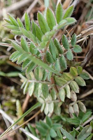 Vicia villosa \ Zottel-Wicke, Zottige Wicke / Hairy Vetch, D St. Leon - Rot 23.3.2018