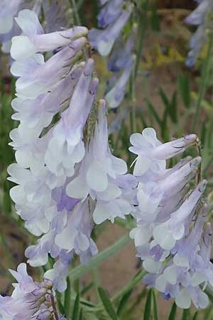 Vicia villosa \ Zottel-Wicke, Zottige Wicke / Hairy Vetch, D Mannheim 3.6.2023