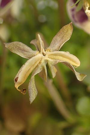 Viola wittrockiana \ Garten-Stiefm&uuml;tterchen / Pansy, D Mannheim 5.5.2016