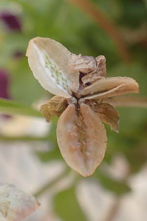 Viola wittrockiana \ Garten-Stiefm&uuml;tterchen / Pansy, D Mannheim 5.5.2016