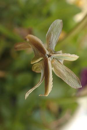 Viola wittrockiana \ Garten-Stiefm&uuml;tterchen / Pansy, D Mannheim 5.5.2016