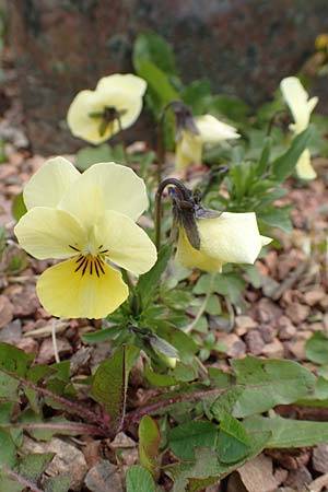 Viola wittrockiana \ Garten-Stiefm&uuml;tterchen / Pansy, D Taunusstein 8.4.2017