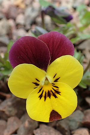 Viola wittrockiana \ Garten-Stiefm&uuml;tterchen / Pansy, D Taunusstein 8.4.2017