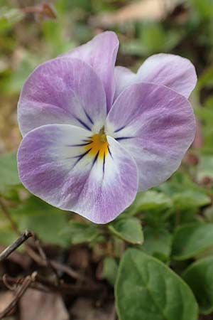 Viola wittrockiana \ Garten-Stiefm&uuml;tterchen / Pansy, D Taunusstein 8.4.2017