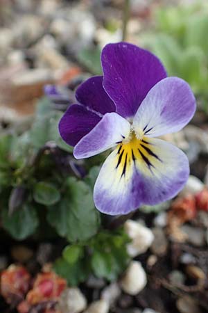 Viola wittrockiana \ Garten-Stiefm&uuml;tterchen / Pansy, D Mannheim 29.3.2018