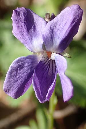 Viola x scabra \ Raues Veilchen / Hairy Violet, D Frankfurt-R&ouml;delheim 25.3.2017