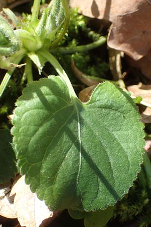 Viola x scabra \ Raues Veilchen / Hairy Violet, D Frankfurt-R&ouml;delheim 25.3.2017