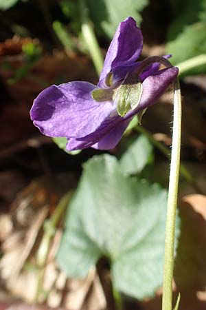 Viola x scabra \ Raues Veilchen / Hairy Violet, D Frankfurt-R&ouml;delheim 25.3.2017