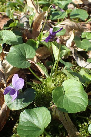 Viola x scabra \ Raues Veilchen / Hairy Violet, D Frankfurt-R&ouml;delheim 25.3.2017