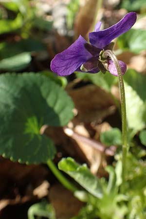 Viola x scabra \ Raues Veilchen / Hairy Violet, D Frankfurt-R&ouml;delheim 25.3.2017