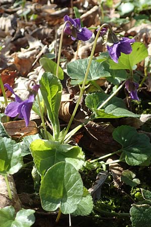 Viola x scabra \ Raues Veilchen / Hairy Violet, D Frankfurt-R&ouml;delheim 25.3.2017