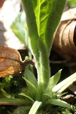 Viola x scabra \ Raues Veilchen / Hairy Violet, D Frankfurt-R&ouml;delheim 25.3.2017