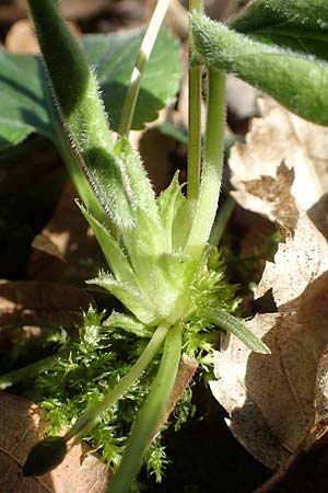 Viola x scabra \ Raues Veilchen / Hairy Violet, D Frankfurt-R&ouml;delheim 25.3.2017