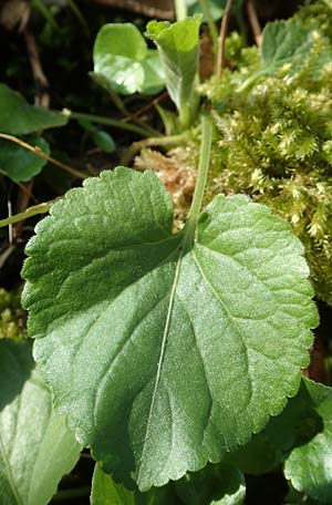Viola x scabra \ Raues Veilchen / Hairy Violet, D Frankfurt-R&ouml;delheim 25.3.2017