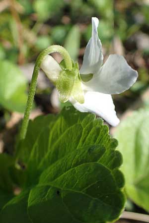 Viola x scabra \ Raues Veilchen / Hairy Violet, D Frankfurt-R&ouml;delheim 25.3.2017